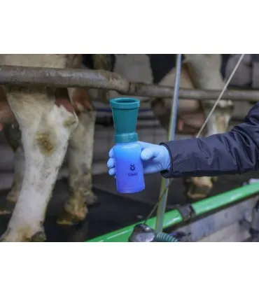 Rolnik w trakcie dippingu strzyków krowy kubkiem powrotnym KERBL.