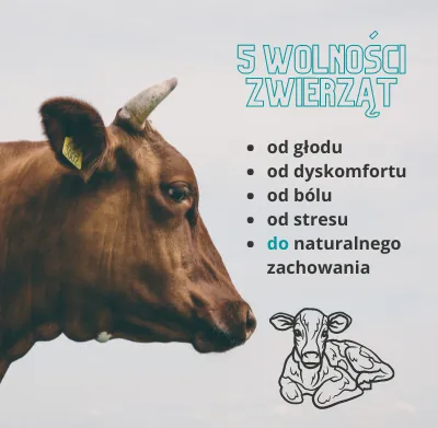 Krowa z listą punktową zasad wolności zwierząt