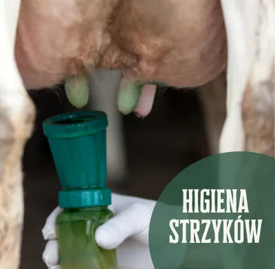 Higiena strzyków - strzyki podczas dippingu