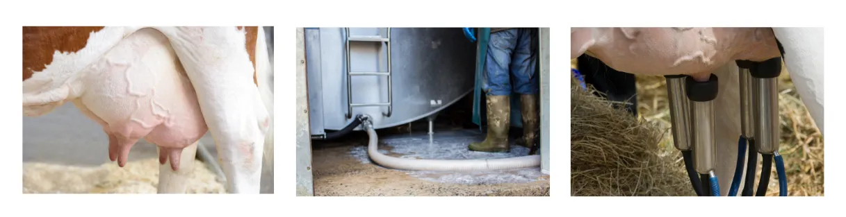 Higiena doju, mycie schładzalnika